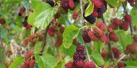 Dud u predgrađu: uzgoj i njega